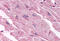 Cholinergic Receptor Muscarinic 3 antibody, MBS244310, MyBioSource, Immunohistochemistry frozen image 