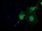 N-Acetyltransferase 8 (Putative) antibody, NBP1-47863, Novus Biologicals, Immunofluorescence image 
