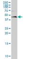 Leupaxin antibody, H00009404-B01P, Novus Biologicals, Western Blot image 