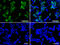 Baculoviral IAP repeat-containing protein 5 antibody, M00379, Boster Biological Technology, Immunofluorescence image 