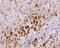 REV3 Like, DNA Directed Polymerase Zeta Catalytic Subunit antibody, GTX02533, GeneTex, Immunohistochemistry paraffin image 