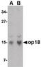 Stathmin 1 antibody, LS-B16377, Lifespan Biosciences, Western Blot image 
