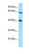 DnaJ Heat Shock Protein Family (Hsp40) Member C7 antibody, orb331317, Biorbyt, Western Blot image 