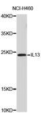 Interleukin 13 antibody, abx126946, Abbexa, Western Blot image 