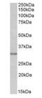 Msh Homeobox 1 antibody, orb18823, Biorbyt, Western Blot image 