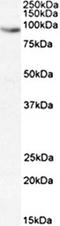 GRB2 Associated Binding Protein 1 antibody, orb6061, Biorbyt, Western Blot image 