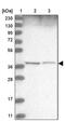 WD Repeat Domain 92 antibody, PA5-57236, Invitrogen Antibodies, Western Blot image 