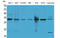 Latexin antibody, STJ96499, St John