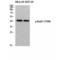 RAD51 Recombinase antibody, LS-C381696, Lifespan Biosciences, Western Blot image 