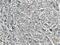 Rho Guanine Nucleotide Exchange Factor 26 antibody, 12493-1-AP, Proteintech Group, Immunohistochemistry frozen image 
