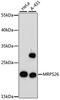 Mitochondrial Ribosomal Protein S26 antibody, A4940, ABclonal Technology, Western Blot image 