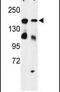 High Density Lipoprotein Binding Protein antibody, PA5-26422, Invitrogen Antibodies, Western Blot image 