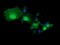 TRNA Methyltransferase 2 Homolog A antibody, LS-C174317, Lifespan Biosciences, Immunofluorescence image 