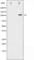 RB Transcriptional Corepressor 1 antibody, abx011463, Abbexa, Western Blot image 