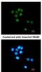 TUB Like Protein 3 antibody, NBP1-33201, Novus Biologicals, Immunocytochemistry image 