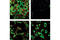 Tyrosine antibody, 9415S, Cell Signaling Technology, Immunofluorescence image 