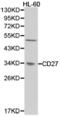 CD27 Molecule antibody, LS-C192719, Lifespan Biosciences, Western Blot image 