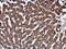 Erythropoietin antibody, GTX112834, GeneTex, Immunohistochemistry paraffin image 