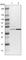 WD Repeat Domain 53 antibody, HPA016420, Atlas Antibodies, Western Blot image 