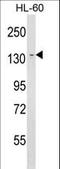 Lymphocyte Antigen 75 antibody, LS-C163933, Lifespan Biosciences, Western Blot image 