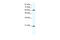 Annexin A6 antibody, 28-517, ProSci, Western Blot image 