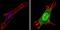 Thyroid Hormone Receptor Alpha antibody, PA1-216, Invitrogen Antibodies, Immunofluorescence image 