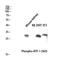 Activating Transcription Factor 1 antibody, STJ90454, St John