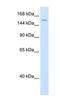 DExH-Box Helicase 9 antibody, NBP1-57334, Novus Biologicals, Western Blot image 