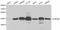 TAR DNA Binding Protein antibody, LS-C192441, Lifespan Biosciences, Western Blot image 