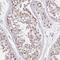 Kelch Domain Containing 2 antibody, PA5-51428, Invitrogen Antibodies, Immunohistochemistry frozen image 