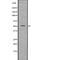 Solute Carrier Family 39 Member 8 antibody, abx218629, Abbexa, Western Blot image 