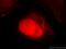 HIV-1 Tat Specific Factor 1 antibody, 20805-1-AP, Proteintech Group, Immunofluorescence image 
