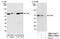 TGF-Beta Activated Kinase 1 (MAP3K7) Binding Protein 1 antibody, NBP1-21405, Novus Biologicals, Western Blot image 