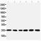 Small Nuclear Ribonucleoprotein Polypeptide N antibody, PA1775, Boster Biological Technology, Western Blot image 