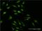 Mitogen-Activated Protein Kinase Kinase 2 antibody, LS-C197998, Lifespan Biosciences, Immunofluorescence image 