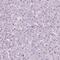 RNA Polymerase III Subunit D antibody, PA5-64371, Invitrogen Antibodies, Immunohistochemistry paraffin image 