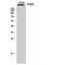 Nuclear Mitotic Apparatus Protein 1 antibody, LS-B13969, Lifespan Biosciences, Western Blot image 