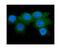 Ras-related protein Rab-27A antibody, M01608, Boster Biological Technology, Immunofluorescence image 
