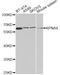 Karyopherin Subunit Alpha 4 antibody, A2026, ABclonal Technology, Western Blot image 