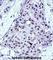 MYB Proto-Oncogene, Transcription Factor antibody, abx027726, Abbexa, Western Blot image 