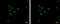 Zinc Finger Protein 33A antibody, GTX121369, GeneTex, Immunocytochemistry image 
