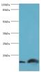 NEDD8 Ubiquitin Like Modifier antibody, LS-C377416, Lifespan Biosciences, Western Blot image 