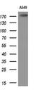 Phospholipase B1 antibody, MA5-26284, Invitrogen Antibodies, Western Blot image 