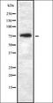 THO Complex 5 antibody, orb337266, Biorbyt, Western Blot image 