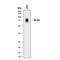 Inducible T Cell Costimulator Ligand antibody, AF165, R&D Systems, Western Blot image 