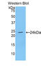 Ciliary Neurotrophic Factor antibody, LS-C294065, Lifespan Biosciences, Western Blot image 