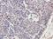 MS2 antibody, orb389340, Biorbyt, Immunohistochemistry paraffin image 