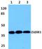 Prostaglandin Reductase 2 antibody, A10106, Boster Biological Technology, Western Blot image 