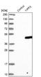 Yip1 Domain Family Member 3 antibody, NBP1-86765, Novus Biologicals, Western Blot image 