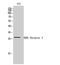 KDEL Endoplasmic Reticulum Protein Retention Receptor 3 antibody, A14682, Boster Biological Technology, Western Blot image 